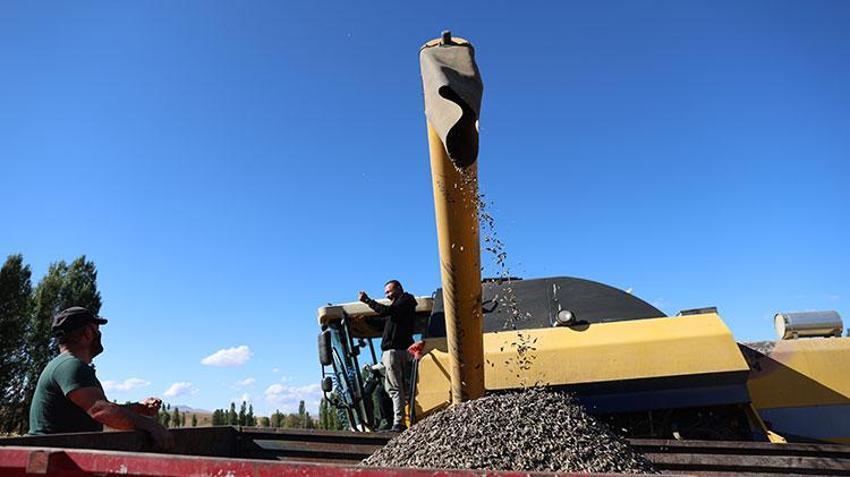 Bayburt'ta çiftçi geleneksel yöntemi bırakıp bunu denedi, kârı 10 kat arttı: Dekar başına 400 kilogram veriyor!