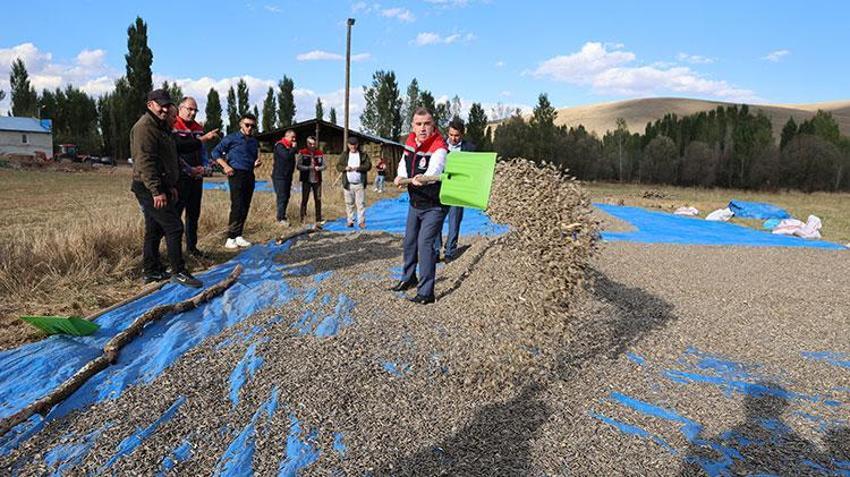 Bayburt'ta çiftçi geleneksel yöntemi bırakıp bunu denedi, kârı 10 kat arttı: Dekar başına 400 kilogram veriyor!