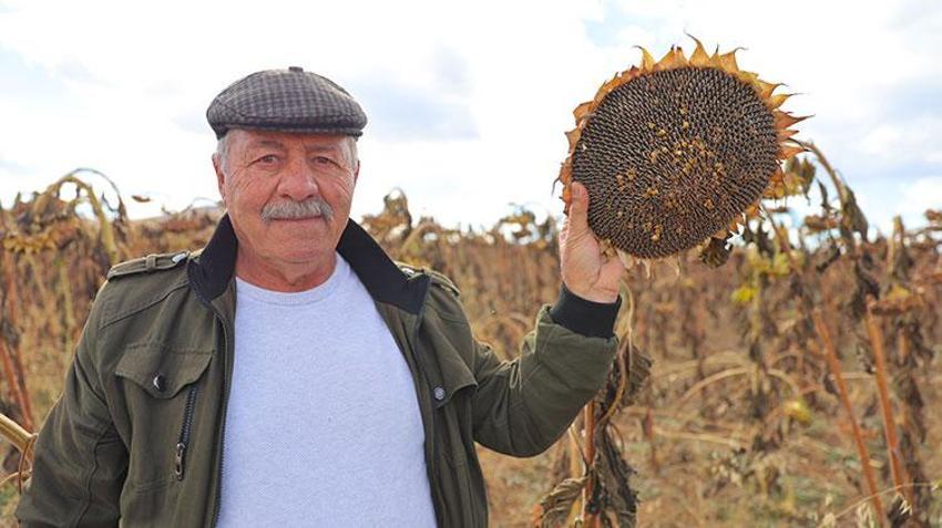 Bayburt'ta çiftçi geleneksel yöntemi bırakıp bunu denedi, kârı 10 kat arttı: Dekar başına 400 kilogram veriyor!