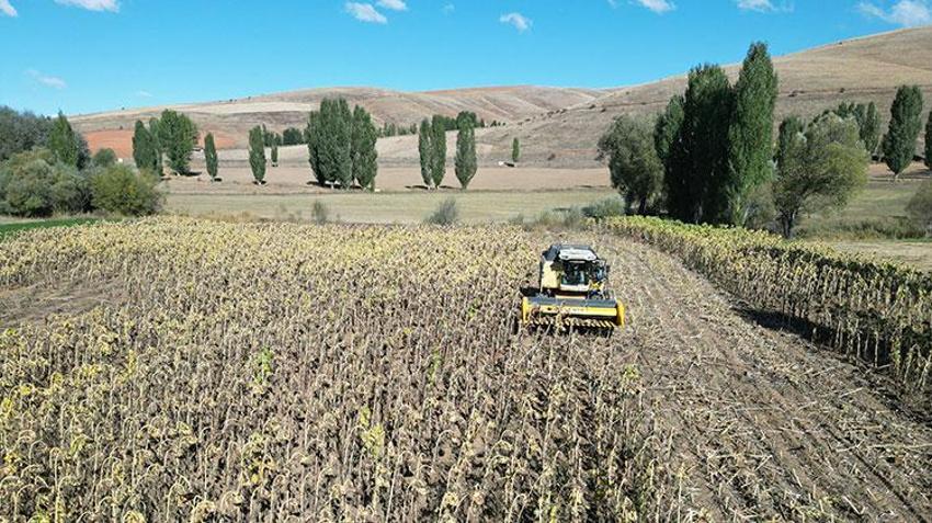Bayburt'ta çiftçi geleneksel yöntemi bırakıp bunu denedi, kârı 10 kat arttı: Dekar başına 400 kilogram veriyor!
