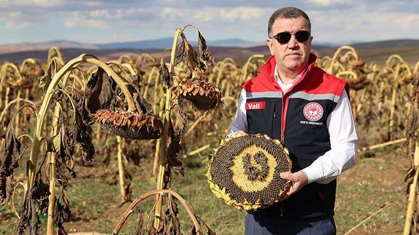 Bayburt'ta çiftçi geleneksel yöntemi bırakıp bunu denedi, kârı 10 kat arttı: Dekar başına 400 kilogram veriyor!