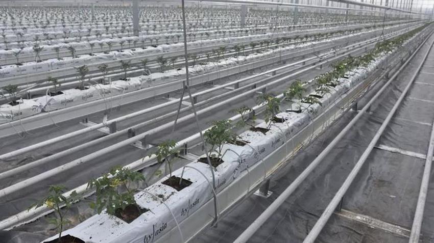 Türkiye'de sadece Sivas'ta yapılacak! 6 milyon dolarlık piyango, hepsi Avrupa'ya satılacak