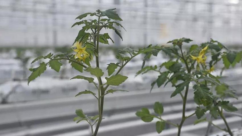 Türkiye'de sadece Sivas'ta yapılacak! 6 milyon dolarlık piyango, hepsi Avrupa'ya satılacak