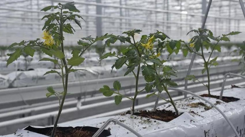 Türkiye'de sadece Sivas'ta yapılacak! 6 milyon dolarlık piyango, hepsi Avrupa'ya satılacak