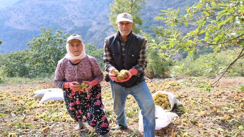 5 bin TL yevmiye veriyorlar ama çalışacak işçi bulamıyorlar! Hasat başladı, 20 gün sürecek!