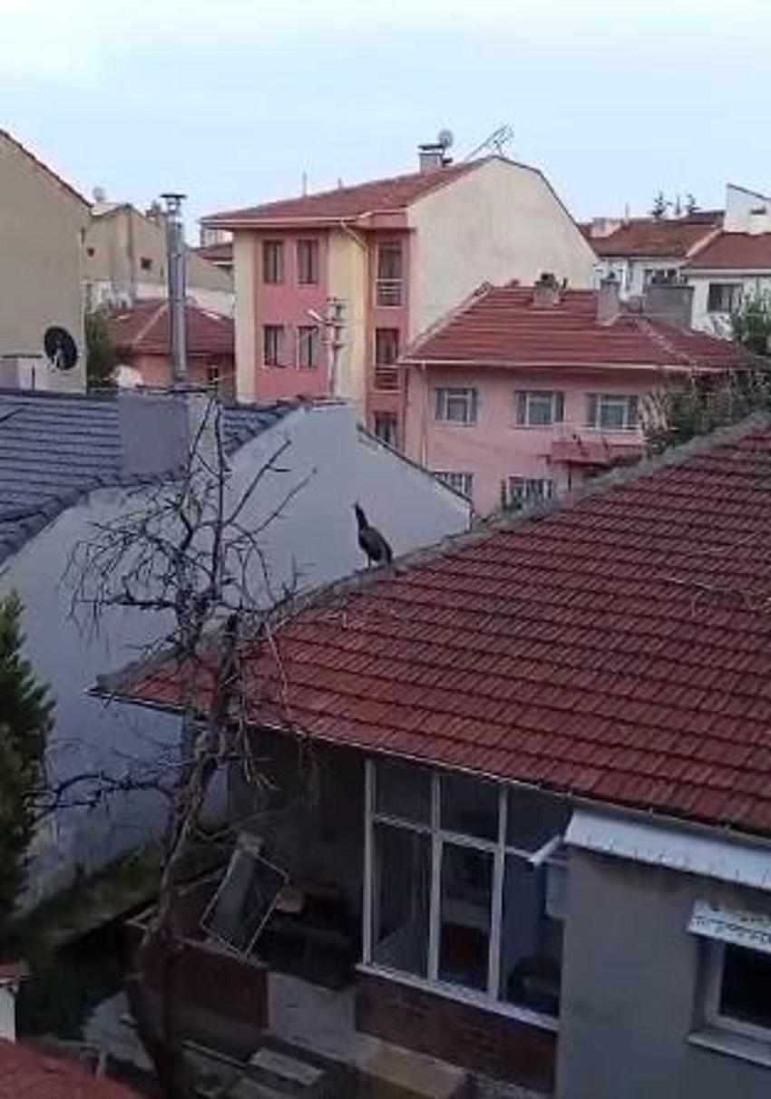 Eskişehir'de 1 mahalle onu gözüne kestirdi! Komşular pencereden ayrılmıyor