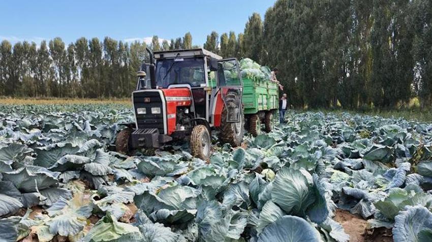 Van'da hasat başladı! Ürünün fiyatı çiftçinin yüzünü güldürdü