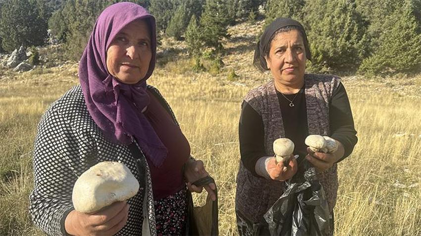 Yöre halkı hiç para ödemiyor! Torosların eteklerinde resmen topraktan fışkırıyor