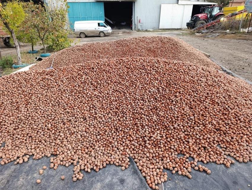 Köyde her yer kiralık! Gelir kapısı 500 ton üretimi var: Her ev kilosunu 310 TL'ye satıyor