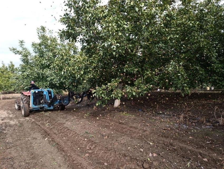 Köyde her yer kiralık! Gelir kapısı 500 ton üretimi var: Her ev kilosunu 310 TL'ye satıyor