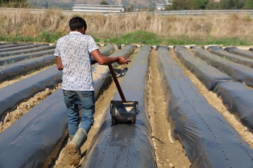 Sezonu 110 gün sürüyor: Kilosu 72 TL'den tonlarca satıyorlar