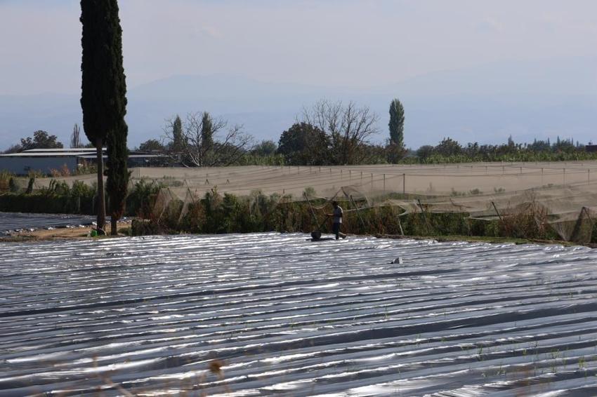 Sezonu 110 gün sürüyor: Kilosu 72 TL'den tonlarca satıyorlar