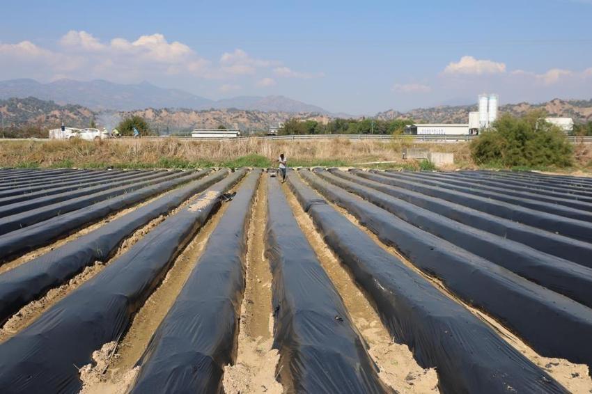 Sezonu 110 gün sürüyor: Kilosu 72 TL'den tonlarca satıyorlar