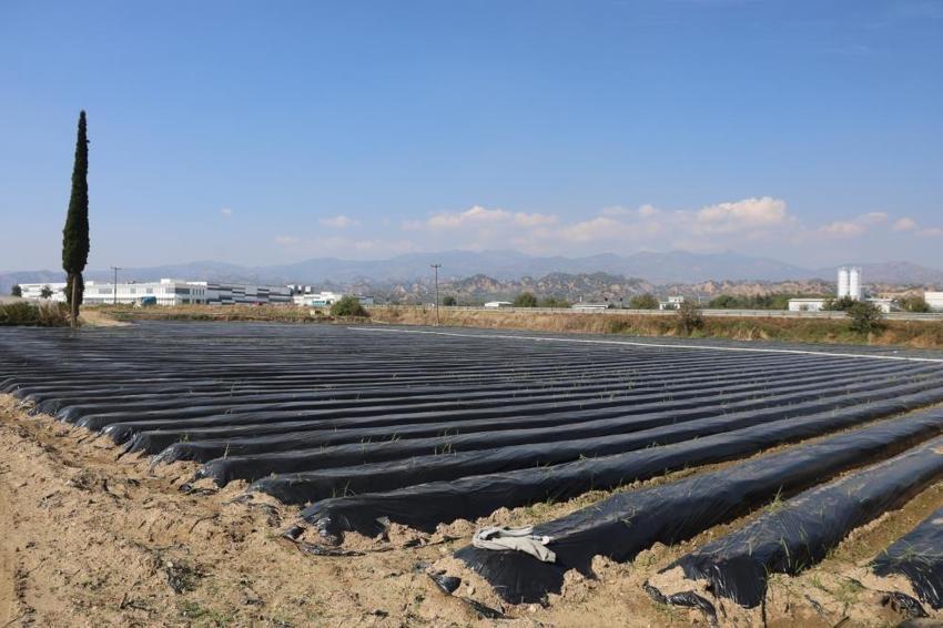 Sezonu 110 gün sürüyor: Kilosu 72 TL'den tonlarca satıyorlar