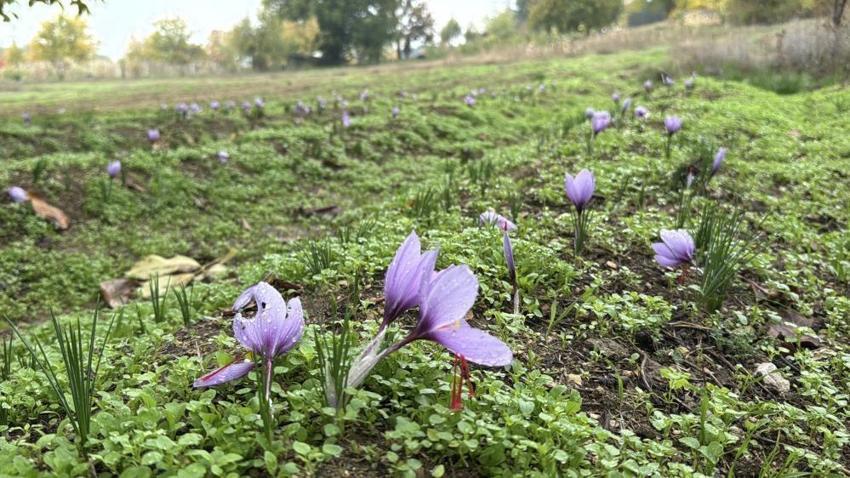 Safran hasadı başladı! 2025 safranın kilo fiyatı belli oldu: Yeniden dünyanın en pahalısı seçildi