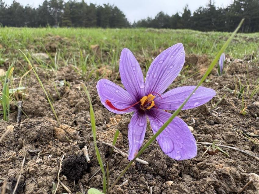 Safran hasadı başladı! 2025 safranın kilo fiyatı belli oldu: Yeniden dünyanın en pahalısı seçildi