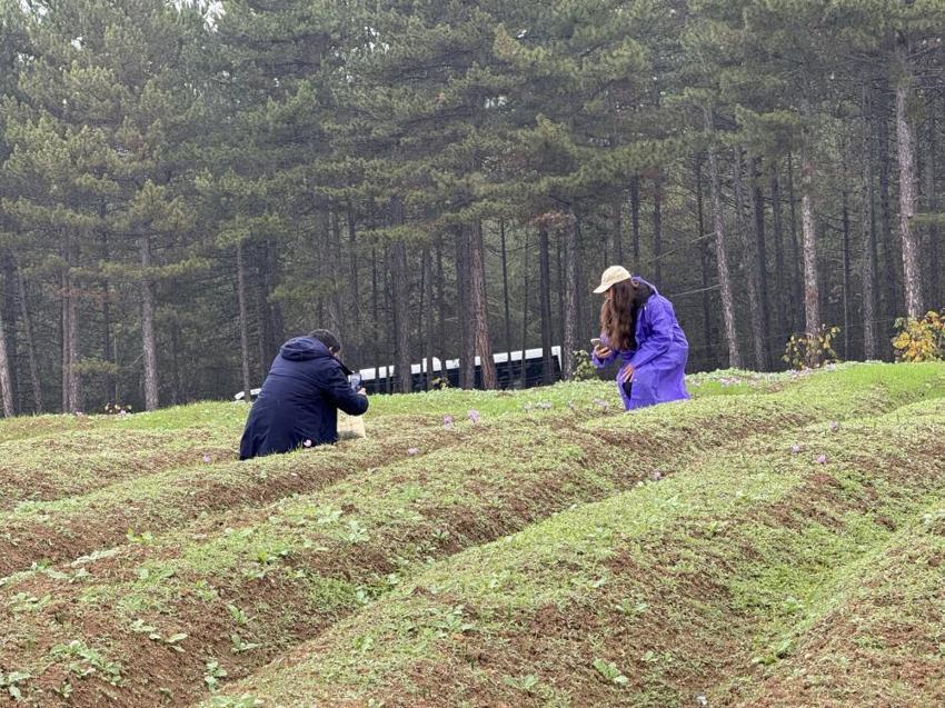 Safran hasadı başladı! 2025 safranın kilo fiyatı belli oldu: Yeniden dünyanın en pahalısı seçildi