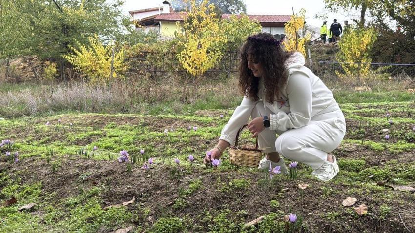 Safran hasadı başladı! 2025 safranın kilo fiyatı belli oldu: Yeniden dünyanın en pahalısı seçildi