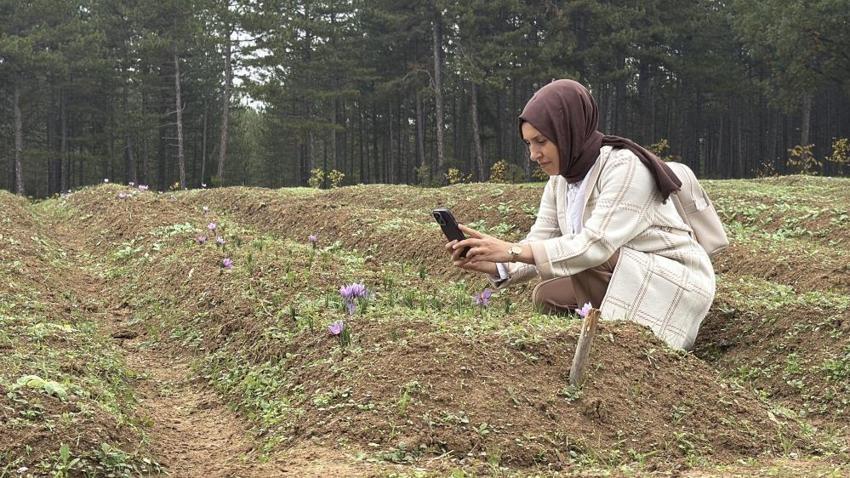 Safran hasadı başladı! 2025 safranın kilo fiyatı belli oldu: Yeniden dünyanın en pahalısı seçildi