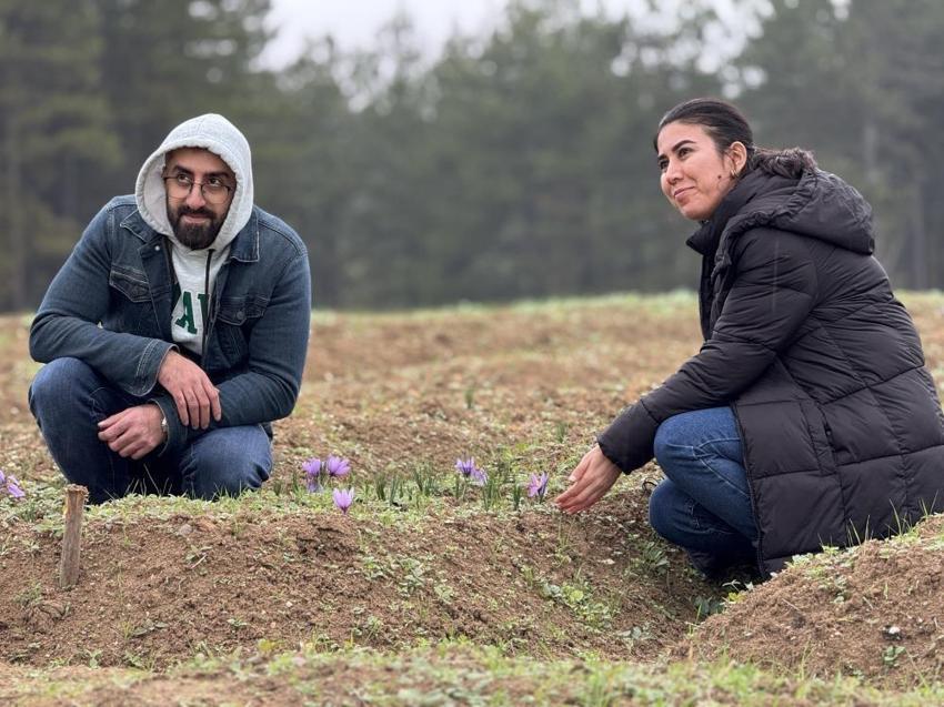 Safran hasadı başladı! 2025 safranın kilo fiyatı belli oldu: Yeniden dünyanın en pahalısı seçildi