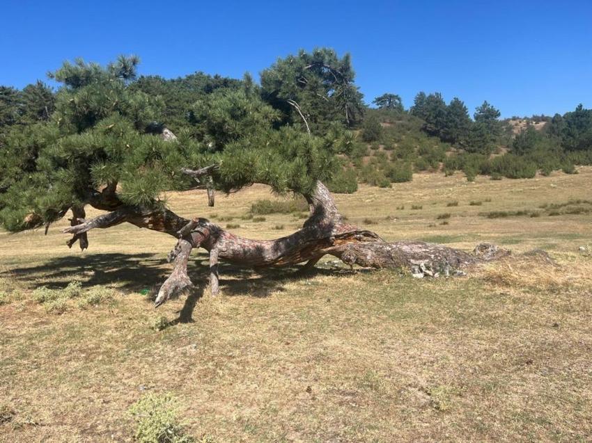 Denizli'ye gelen ilk onu fark ediyor: Yaşam mücadelesi asırlık