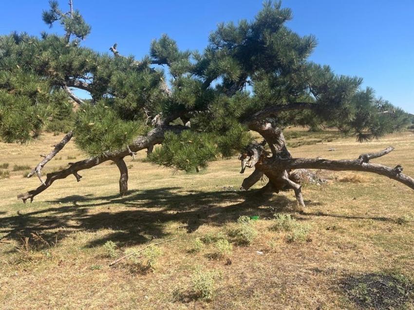 Denizli'ye gelen ilk onu fark ediyor: Yaşam mücadelesi asırlık
