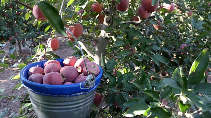 Isparta'da hasat devam ederken kötü haber geldi! Zirai donun etkisi hasatta ortaya çıktı