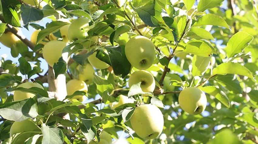 Isparta'da hasat devam ederken kötü haber geldi! Zirai donun etkisi hasatta ortaya çıktı