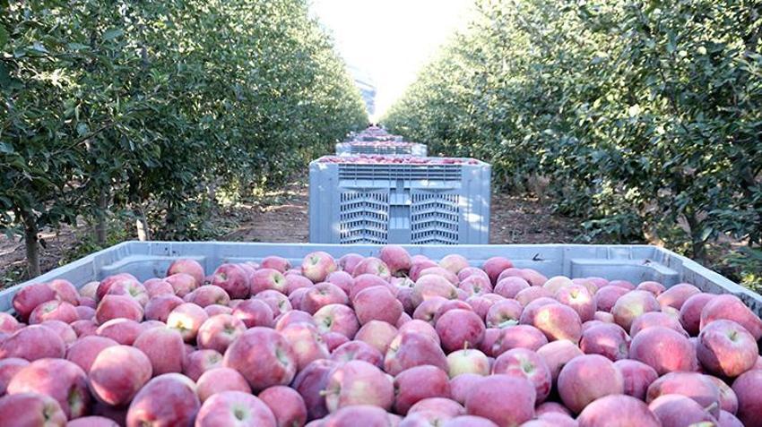 Isparta'da hasat devam ederken kötü haber geldi! Zirai donun etkisi hasatta ortaya çıktı