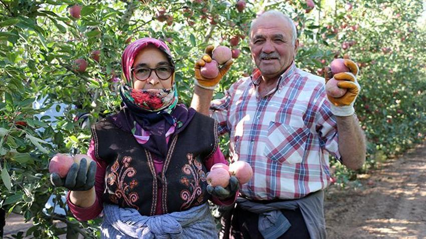 Isparta'da hasat devam ederken kötü haber geldi! Zirai donun etkisi hasatta ortaya çıktı