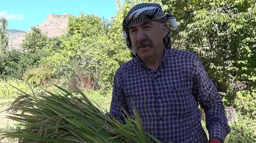 Ne makine ne teknoloji! Yüzyıllık yöntemlerle yapıyorlar, en zorlu hasat Çoruh Nehri’nin kıyısında başladı