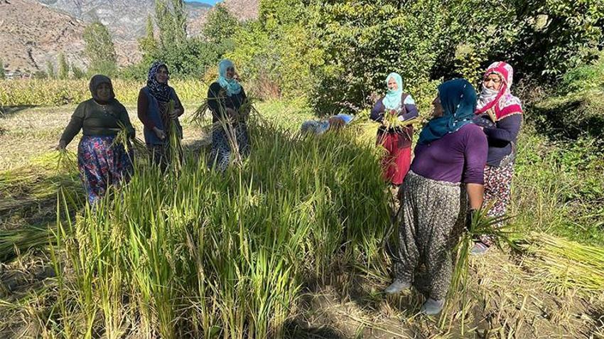 Ne makine ne teknoloji! Yüzyıllık yöntemlerle yapıyorlar, en zorlu hasat Çoruh Nehri’nin kıyısında başladı