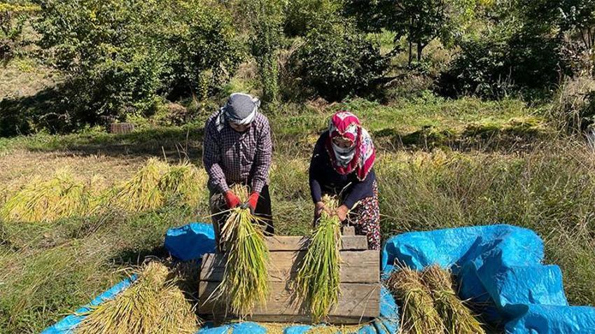 Ne makine ne teknoloji! Yüzyıllık yöntemlerle yapıyorlar, en zorlu hasat Çoruh Nehri’nin kıyısında başladı