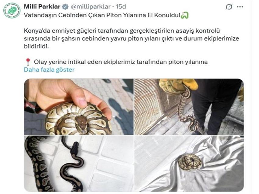 Konya'da cebinde piton yılanı sakladı! Yakalanınca cezadan kurtulamadı
