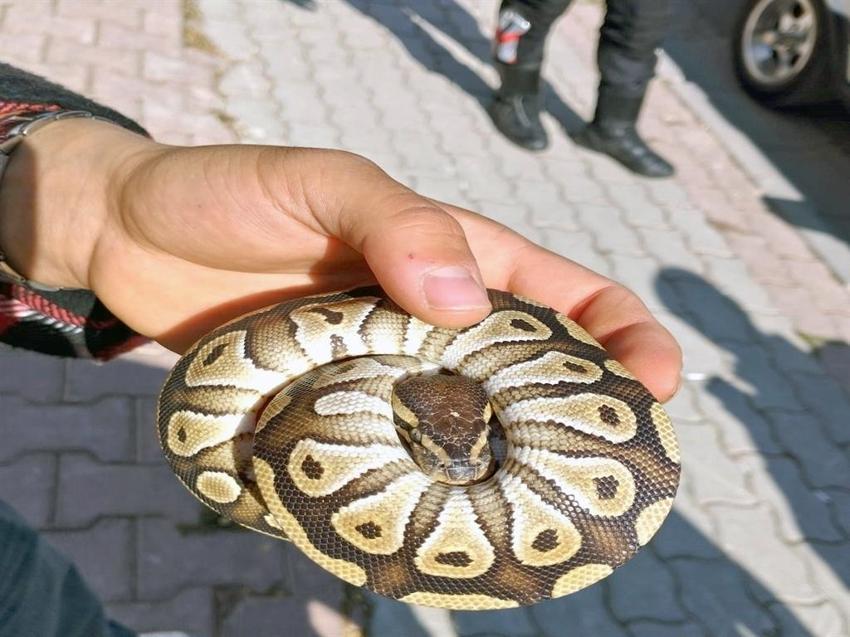 Konya'da cebinde piton yılanı sakladı! Yakalanınca cezadan kurtulamadı