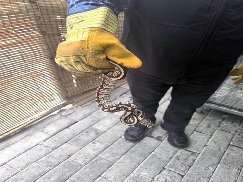 Konya'da cebinde piton yılanı sakladı! Yakalanınca cezadan kurtulamadı