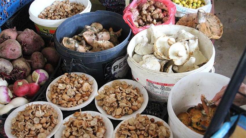 Ormandan bedavaya kova kova topladı! Kilosunu pazarda 400 liraya sattı, kapış kapış gitti