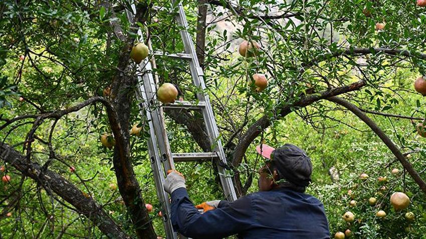 Bilecik'te ateş yakılarak kurtarılan üründe hasat başladı! Rekolte yüksek çıktı
