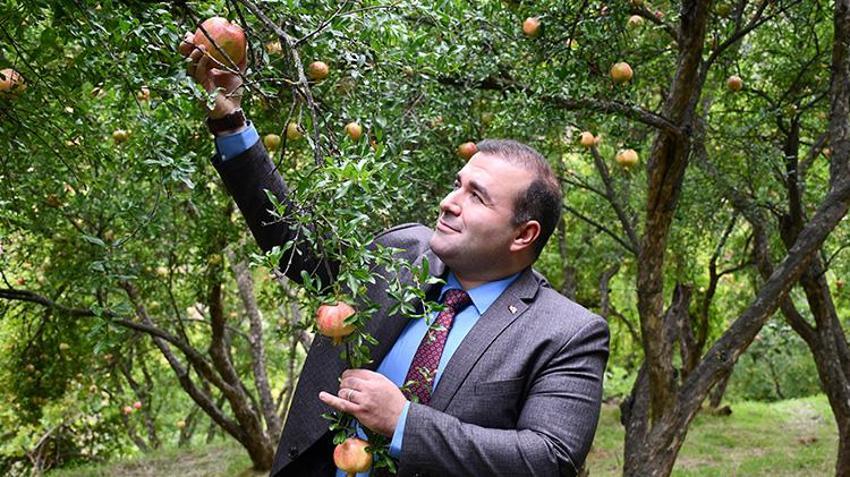 Bilecik'te ateş yakılarak kurtarılan üründe hasat başladı! Rekolte yüksek çıktı