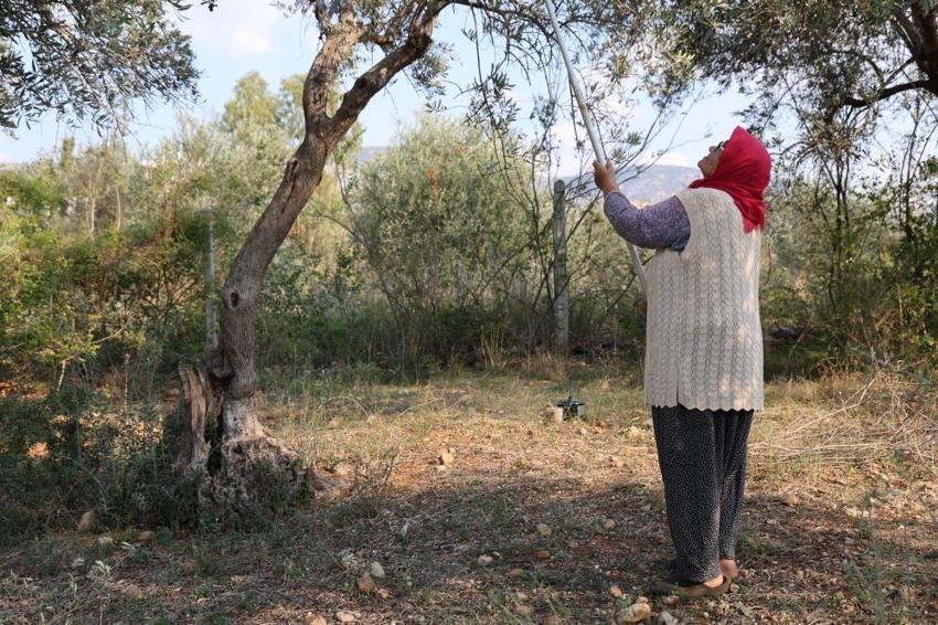 Zeytin hasadı bekleyenler dikkat! Adana'da başladı: Bir dalda var diğerinde yok