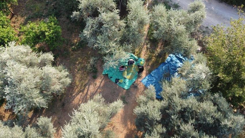 Zeytin hasadı bekleyenler dikkat! Adana'da başladı: Bir dalda var diğerinde yok