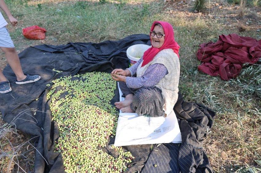 Zeytin hasadı bekleyenler dikkat! Adana'da başladı: Bir dalda var diğerinde yok