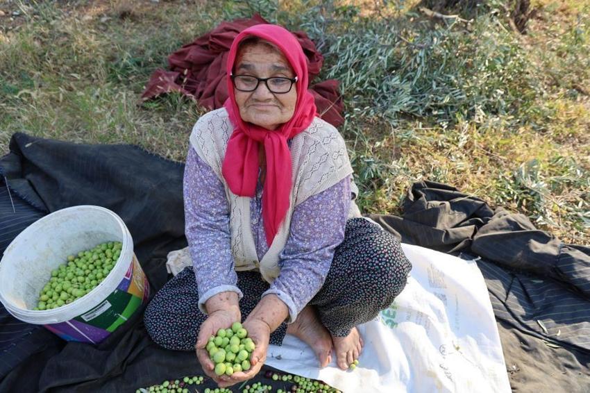 Zeytin hasadı bekleyenler dikkat! Adana'da başladı: Bir dalda var diğerinde yok