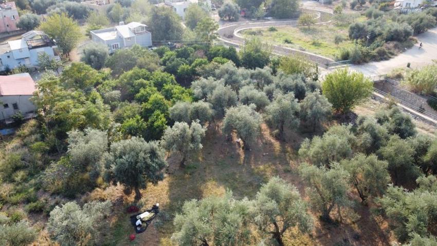 Zeytin hasadı bekleyenler dikkat! Adana'da başladı: Bir dalda var diğerinde yok