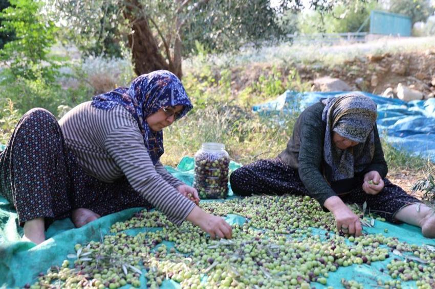 Zeytin hasadı bekleyenler dikkat! Adana'da başladı: Bir dalda var diğerinde yok