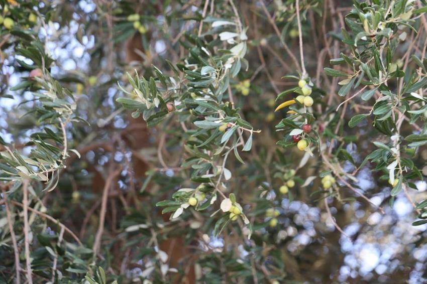 Zeytin hasadı bekleyenler dikkat! Adana'da başladı: Bir dalda var diğerinde yok