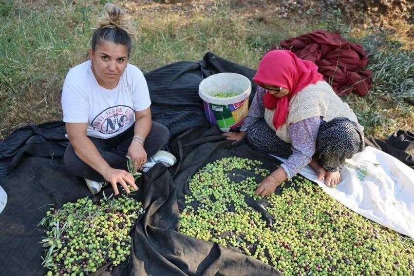 Zeytin hasadı bekleyenler dikkat! Adana'da başladı: Bir dalda var diğerinde yok