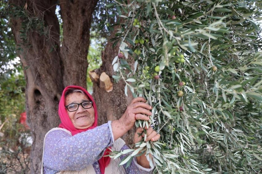 Zeytin hasadı bekleyenler dikkat! Adana'da başladı: Bir dalda var diğerinde yok