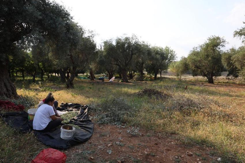 Zeytin hasadı bekleyenler dikkat! Adana'da başladı: Bir dalda var diğerinde yok