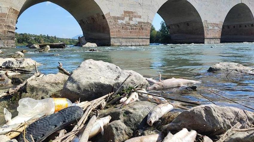 Adana'da Ceyhan Nehri'ndeki kirlilik balıkları telef etti! 11 tesise 10 milyon 30 bin TL idari ceza uygulanmıştı
